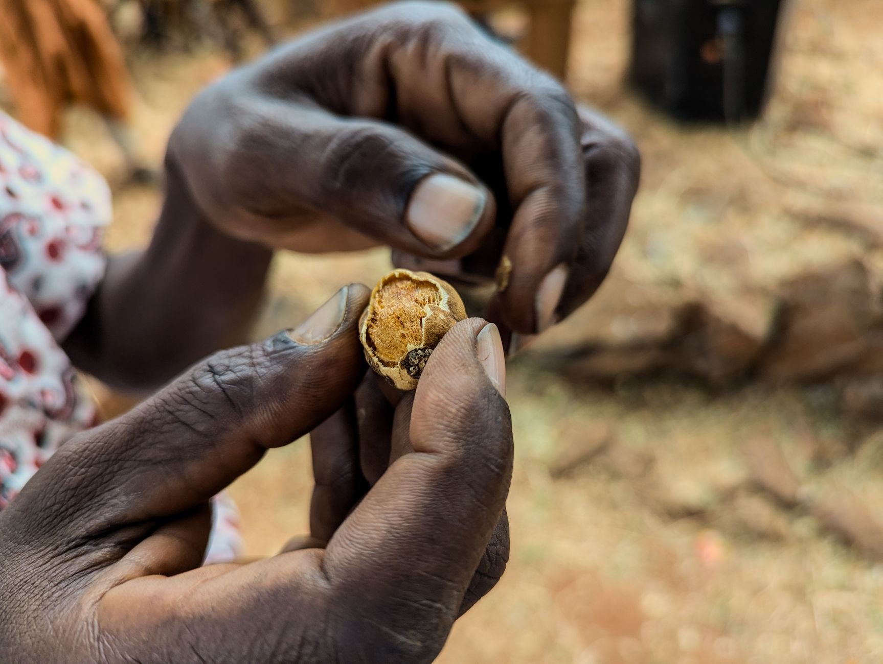 Hands examining a walnut during quality inspection