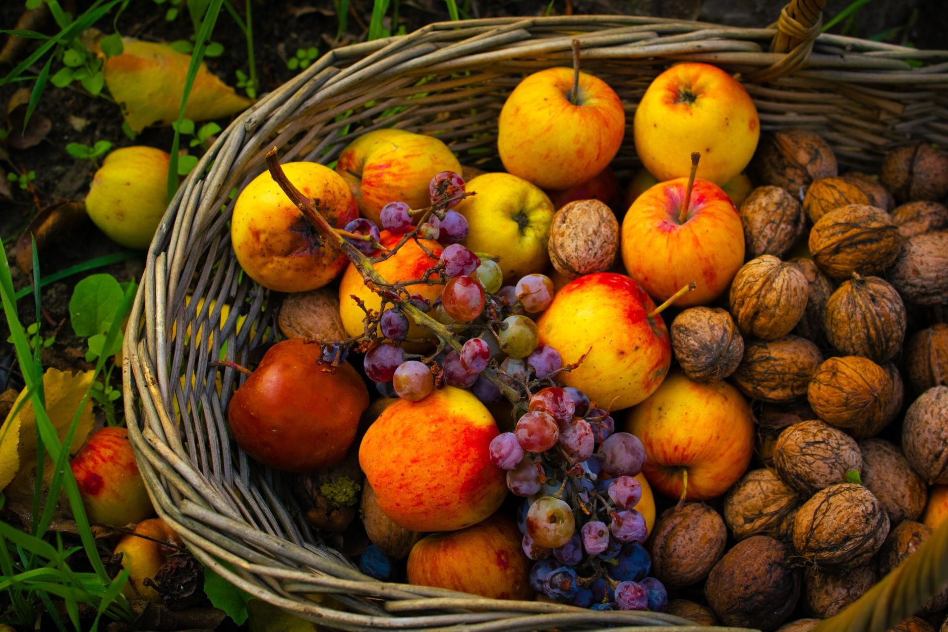 Autumn harvest basket with walnuts — Moldovan walnut season